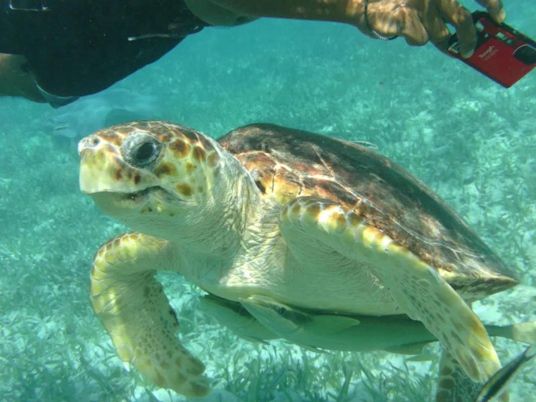 Tropical Paradise Caye Caulker Bagian luar foto