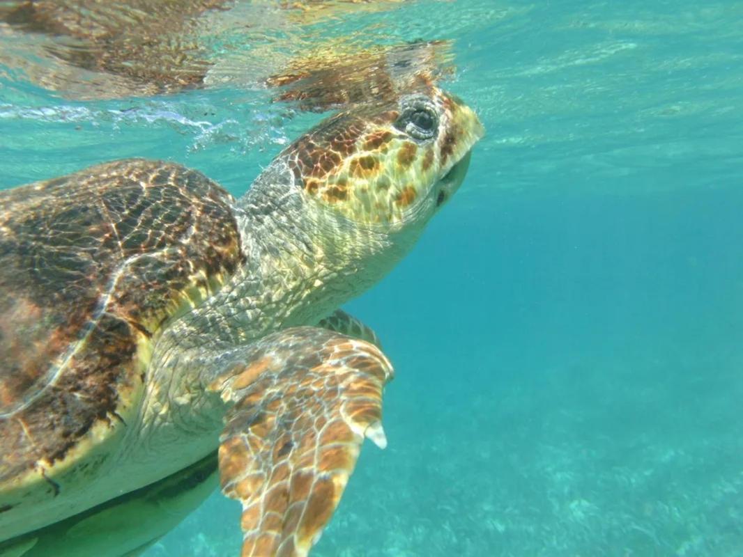 Tropical Paradise Caye Caulker Bagian luar foto
